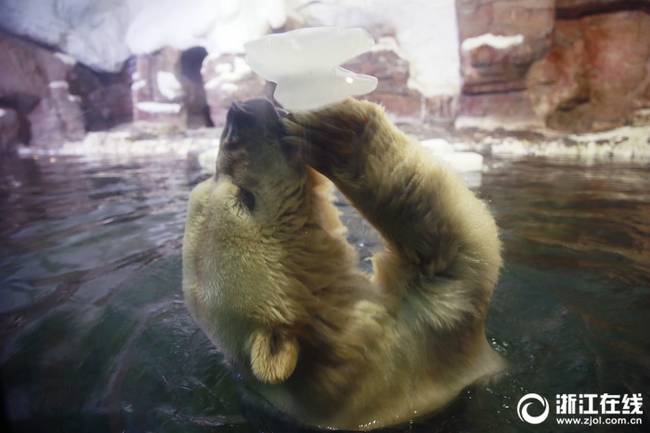 杭州极地海洋公园北极熊吃冰降温 萌态百出