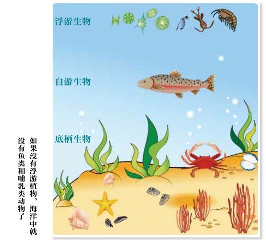 热带浮游植物将被迫 "搬家"去极地?
